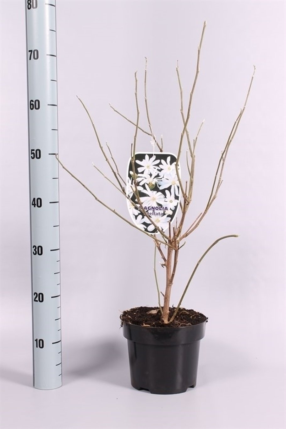 Magnolia stellata - C3 50-60 CM